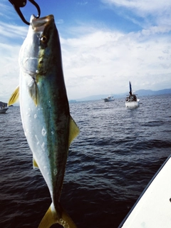 ヤズの釣果