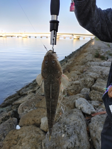 ミナミマゴチの釣果