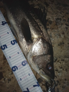 シーバスの釣果