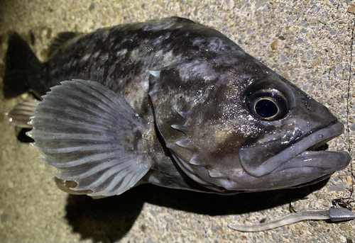 クロソイの釣果