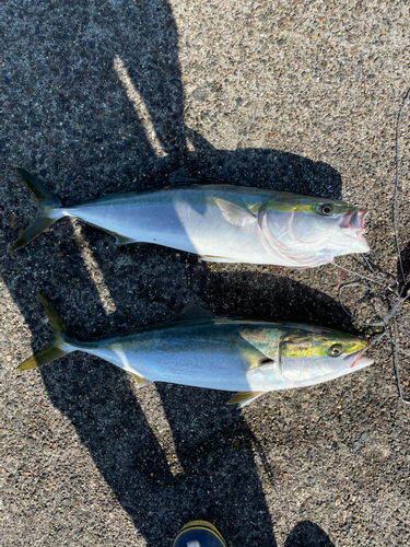 ハマチの釣果