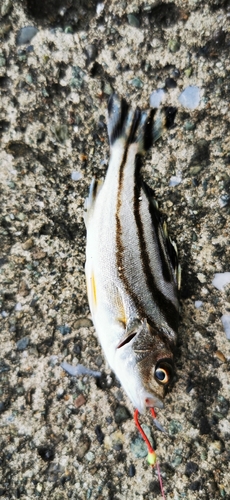 コトヒキの釣果