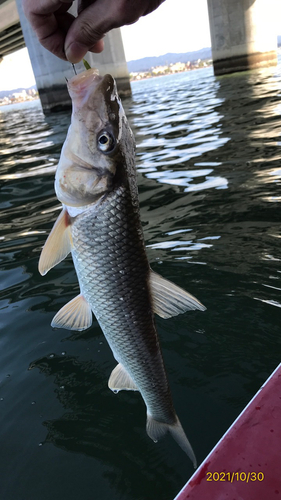 ニゴイの釣果