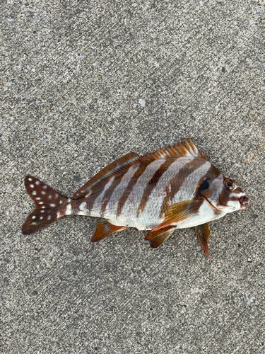 タカノハダイの釣果