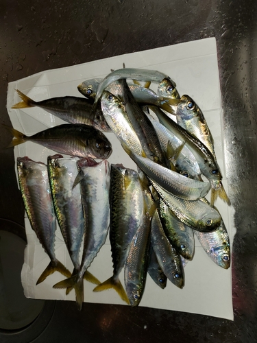 アジの釣果