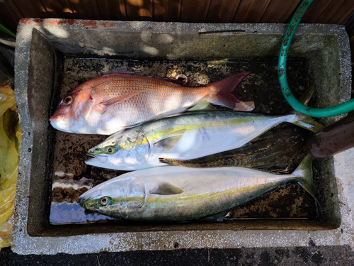 ハマチの釣果