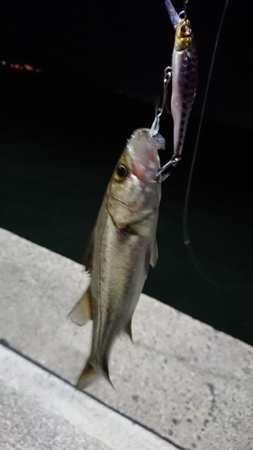 セイゴ（マルスズキ）の釣果