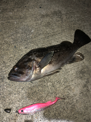 クロソイの釣果