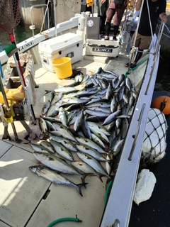 ハマチの釣果