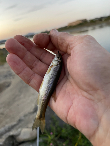 釣果