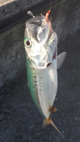 マイワシの釣果