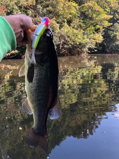 ラージマウスバスの釣果