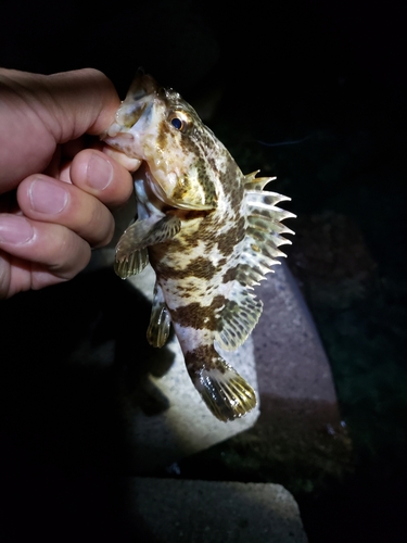 タケノコメバルの釣果