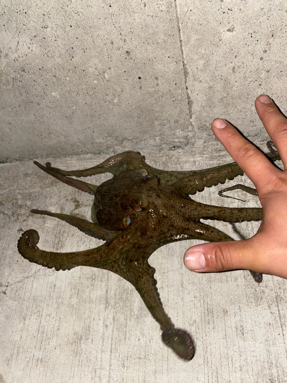 タコ