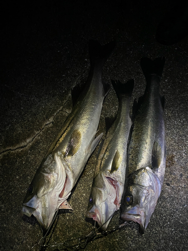 シーバスの釣果