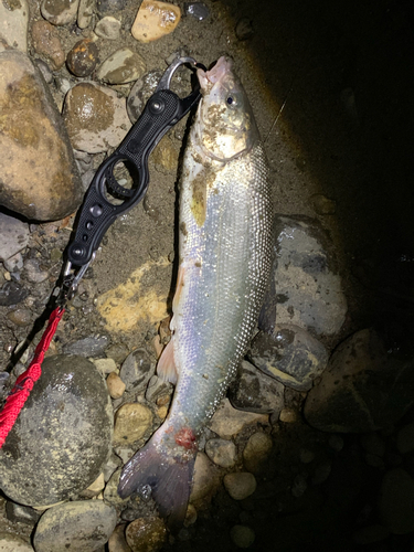 ウグイの釣果