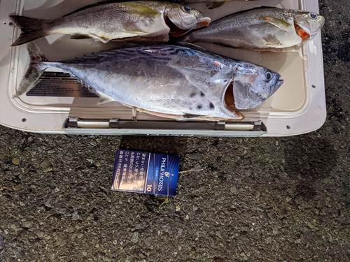 カツオの釣果