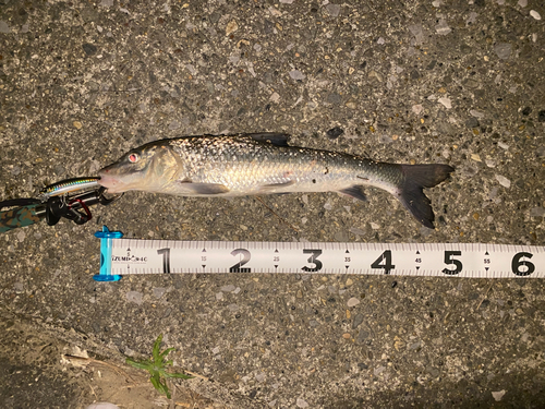 フッコ（マルスズキ）の釣果