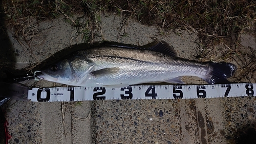 シーバスの釣果