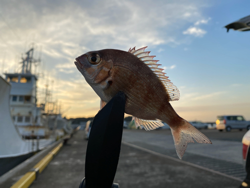 チダイの釣果