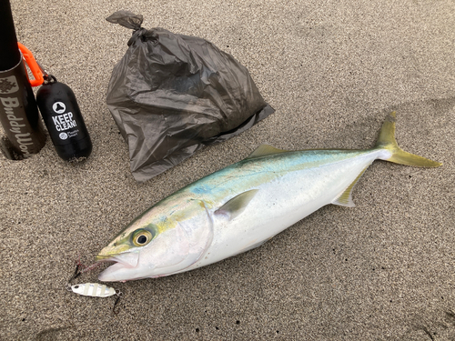 イナダの釣果