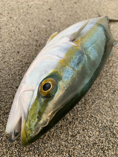 ハマチの釣果