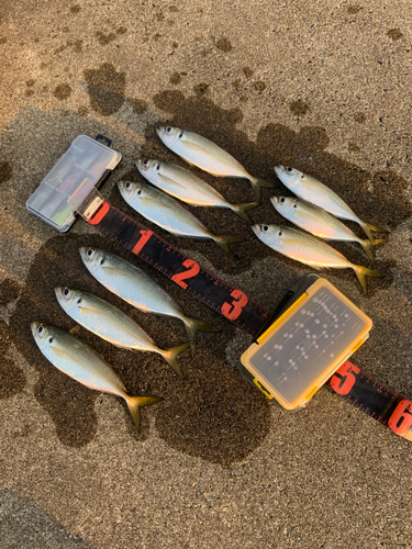 アジの釣果