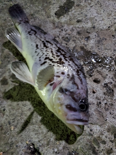 クロソイの釣果