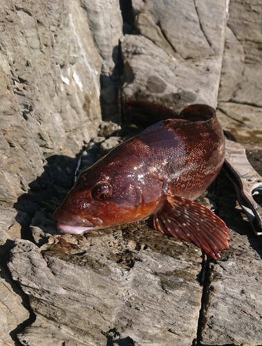 アイナメの釣果