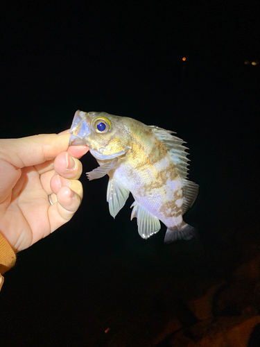 クロメバルの釣果