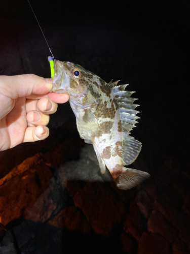 タケノコメバルの釣果