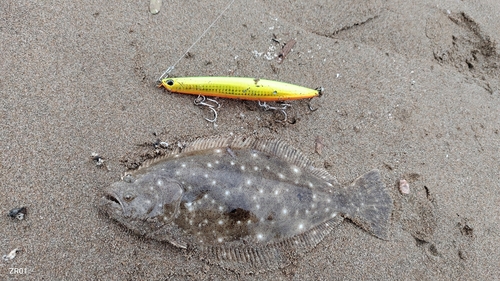 ヒラメの釣果