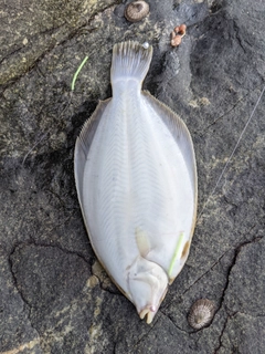 マコガレイの釣果