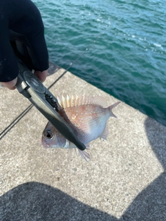 サヨリの釣果