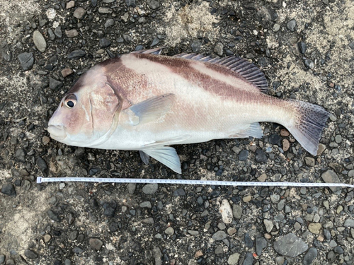 コショウダイの釣果