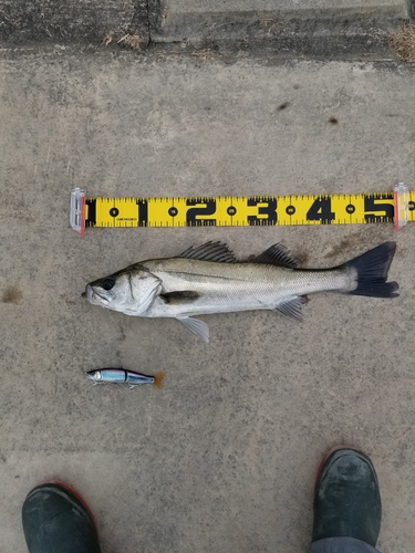 シーバスの釣果