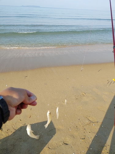 キスの釣果