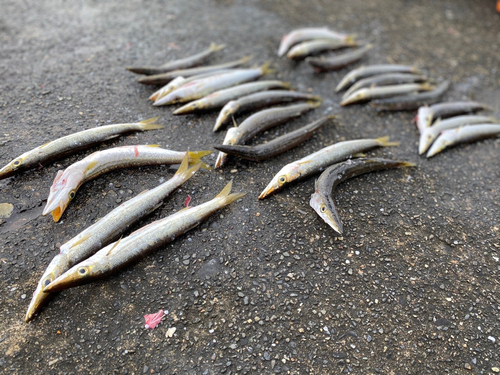 カマスの釣果