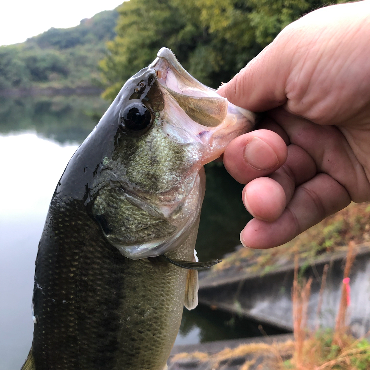 ブラックバス