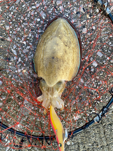 コウイカの釣果