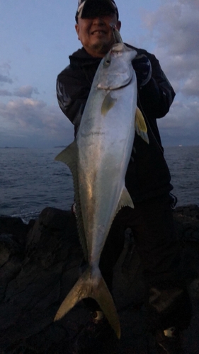 ヒラマサの釣果