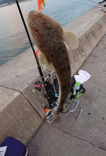 マゴチの釣果