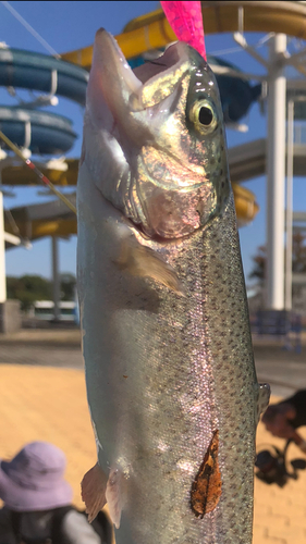 ニジマスの釣果