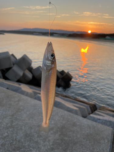 キスの釣果