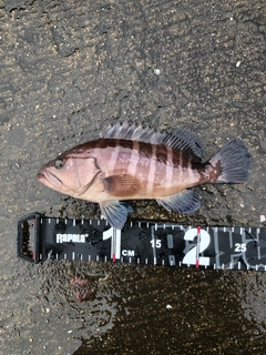 マハタの釣果