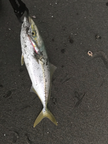 イナダの釣果