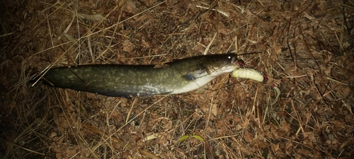 ニホンナマズの釣果