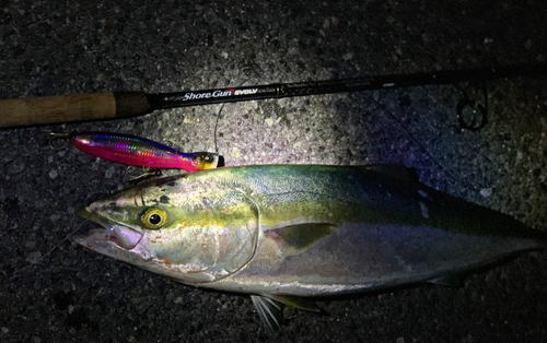 ハマチの釣果