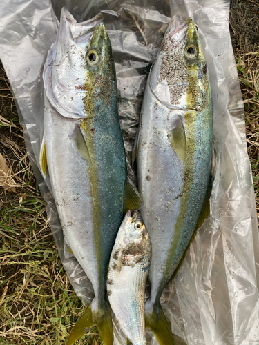 イナダの釣果