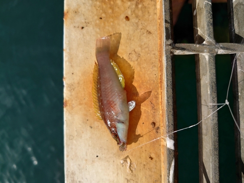 アカササノハベラの釣果